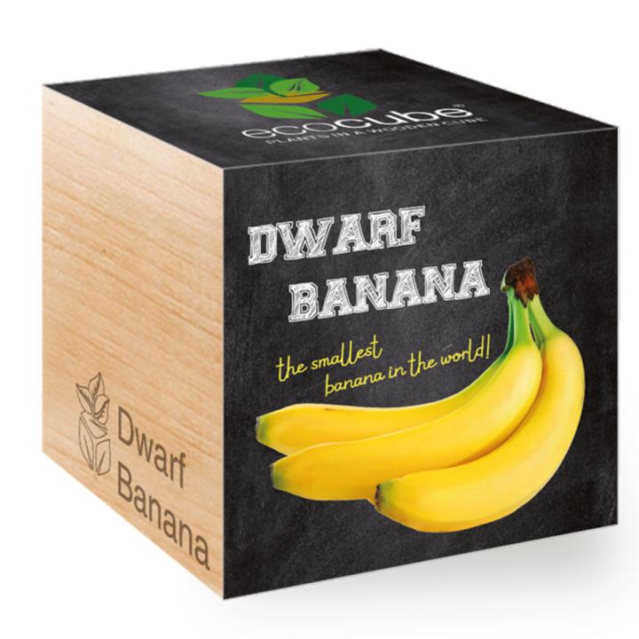 Feel Green Ecocube Dwarf Banana - Multicolor